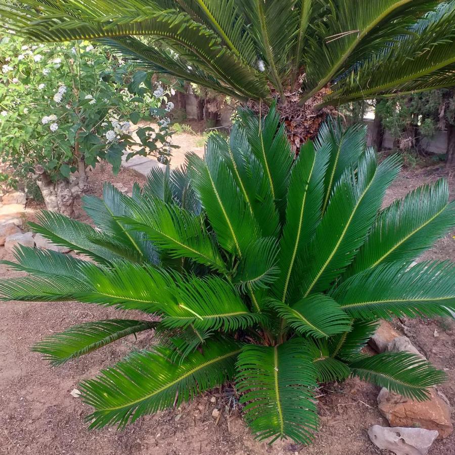 Venus Denia