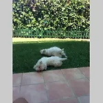 Jardines de Denia I