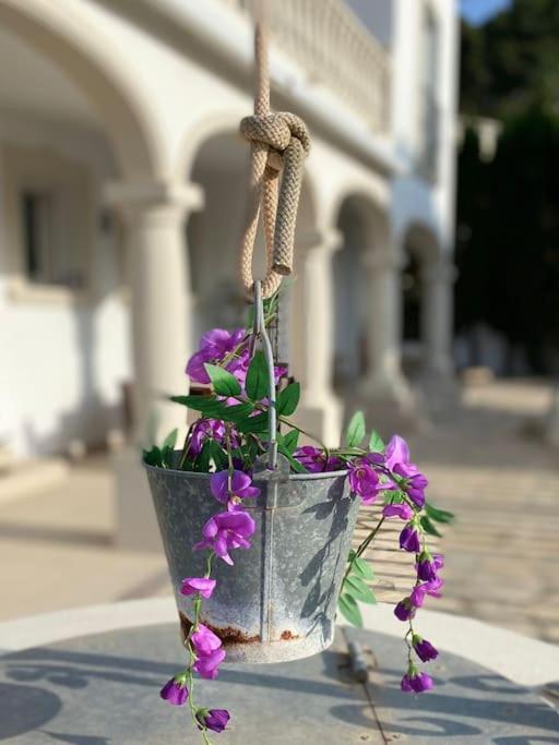 Orquidea *