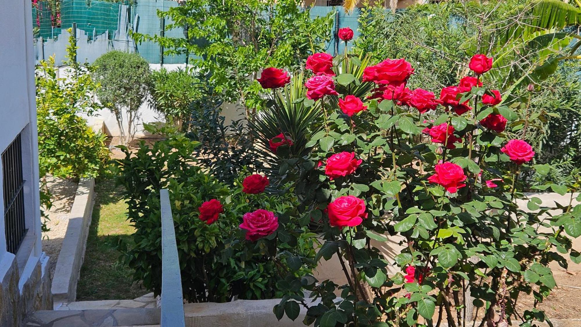 Altomira Dénia