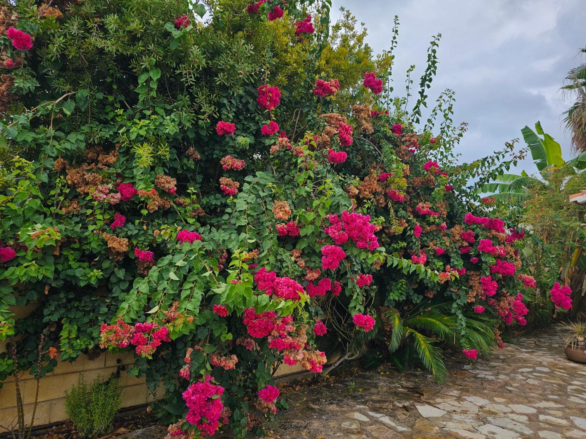 Casa De Flores
