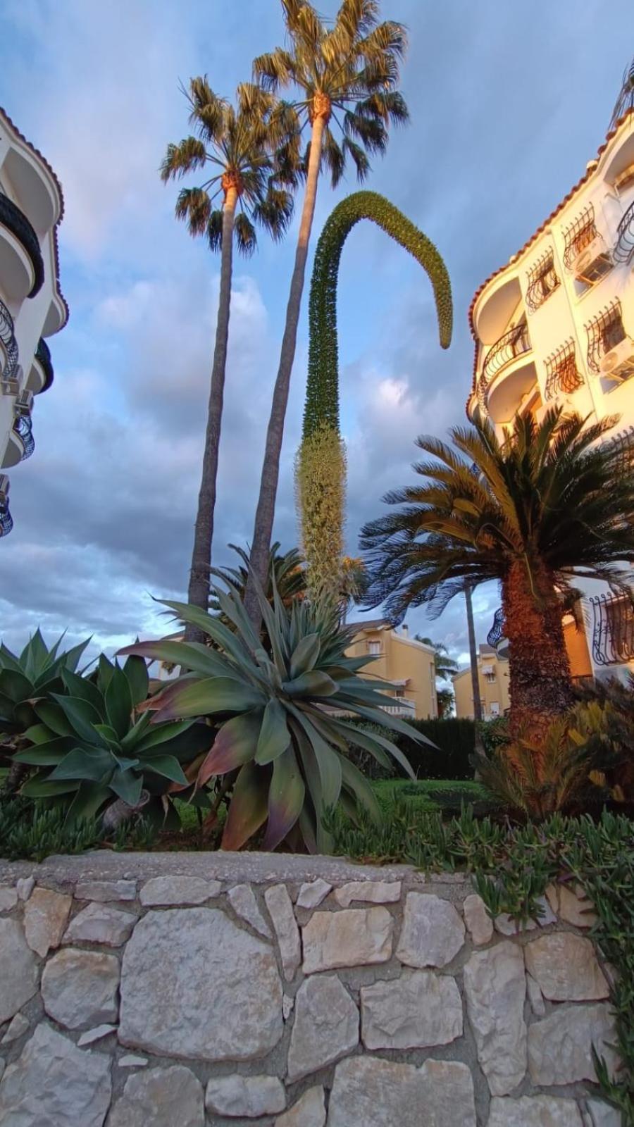 St Les Marines Playa * Denia